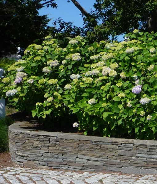 colonial wallstone falmouth