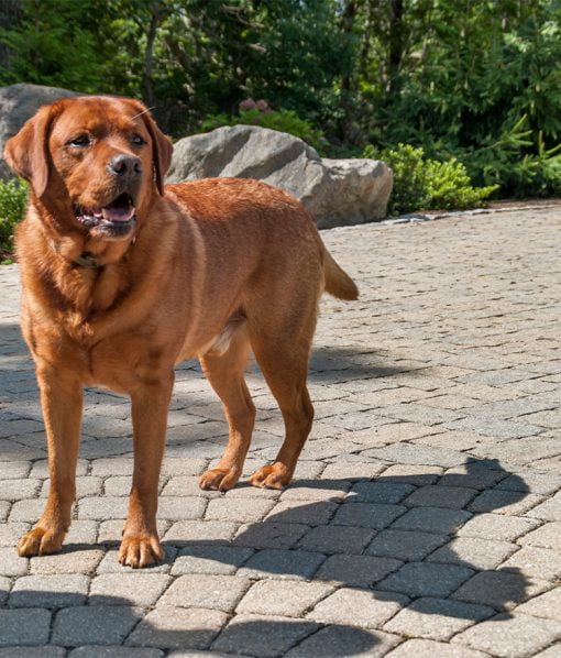 outdoor traditional pavers