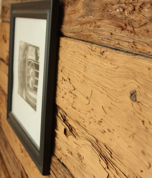 mushroom wood close up