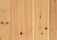 Eastern White Pine