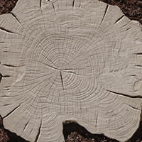 Boralis Stepping Stones - Hazelnut Brandy